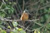 Kingfisher at Two Tree Island (East) (Richard Howard) (55623 bytes)